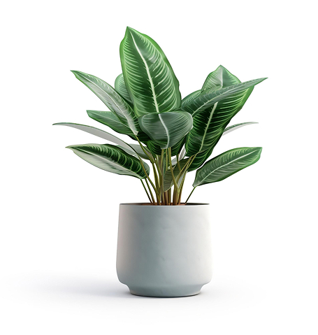 Startseite house plant